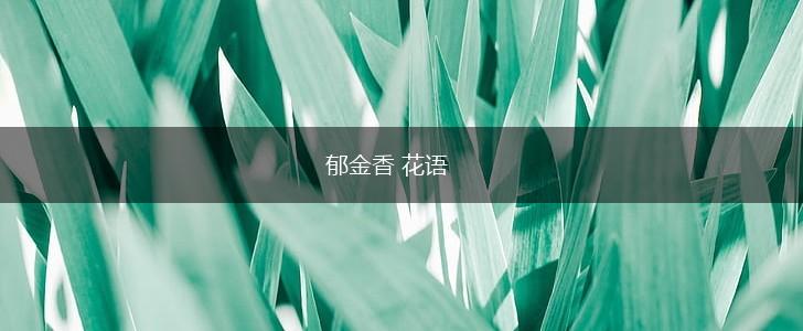 郁金香 花语,第1张