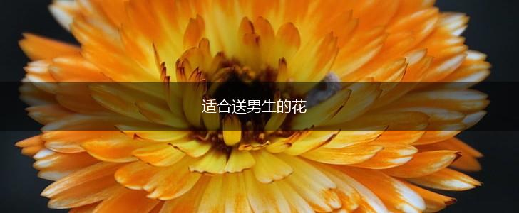 适合送男生的花,第1张 适合送男生的花,第1张
