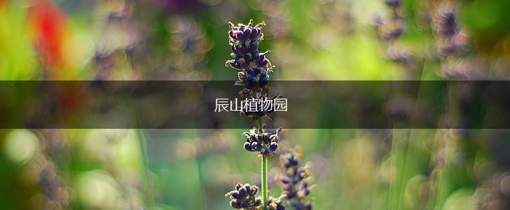 辰山植物园,第1张