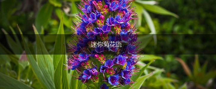 迷你菊花语,第1张 迷你菊花语,第1张