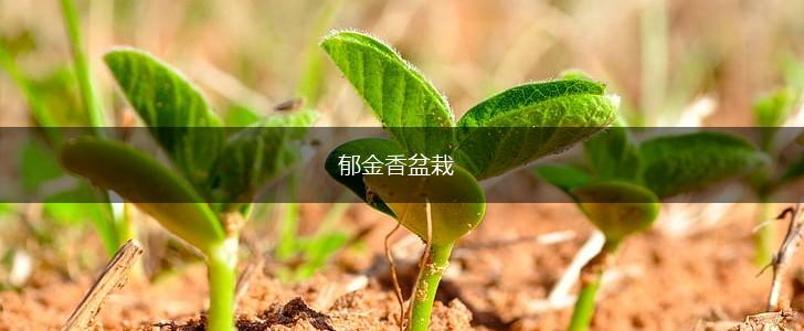 郁金香盆栽,第1张