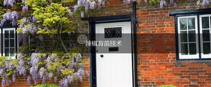 辣椒育苗技术,第1张