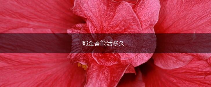 郁金香能活多久,第1张 郁金香能活多久,第1张