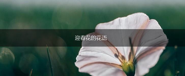 迎春花的花语,第1张
