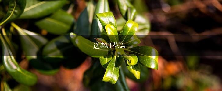 送老师花语,第1张