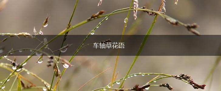 车轴草花语,第1张