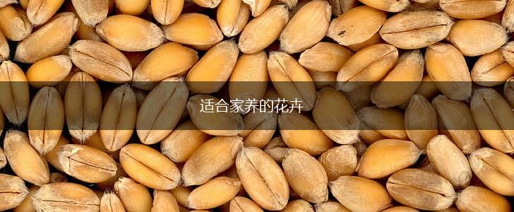 适合家养的花卉,第1张