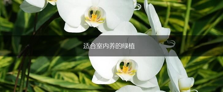 适合室内养的绿植,第1张