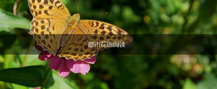 都市花语阅读,第1张 都市花语阅读,第1张