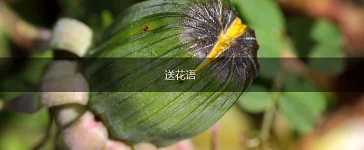 送花语,第1张
