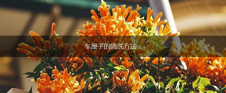 车厘子的清洗方法,第1张 车厘子的清洗方法,第1张