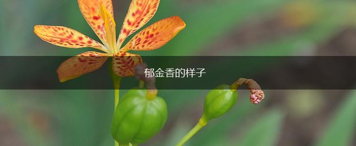 郁金香的样子,第1张