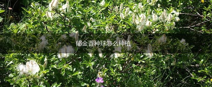 郁金香种球怎么种植,第1张 郁金香种球怎么种植,第1张