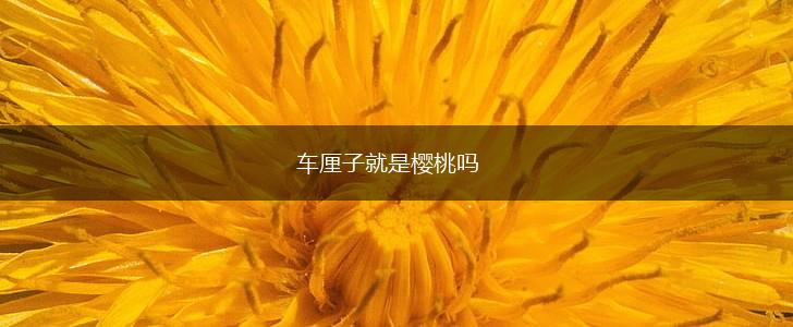 车厘子就是樱桃吗,第1张 车厘子就是樱桃吗,第1张