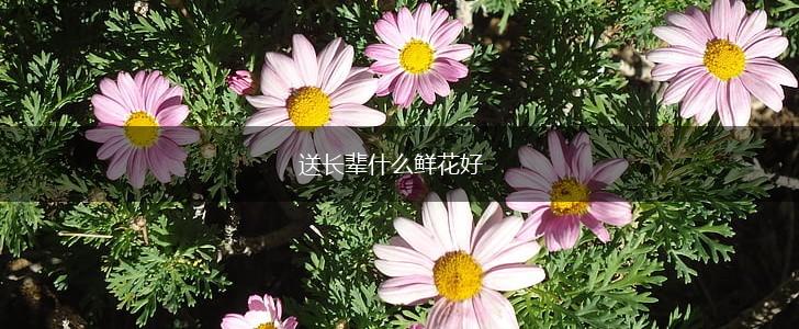 送长辈什么鲜花好,第1张
