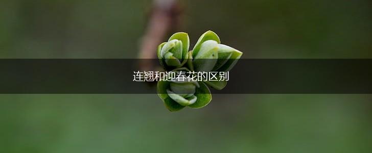 连翘和迎春花的区别,第1张 连翘和迎春花的区别,第1张