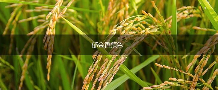 郁金香颜色,第1张