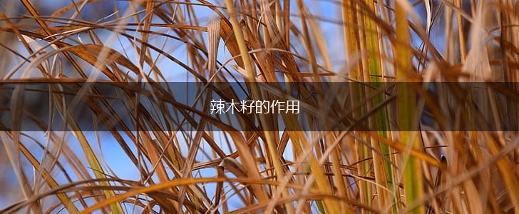 辣木籽的作用,第1张