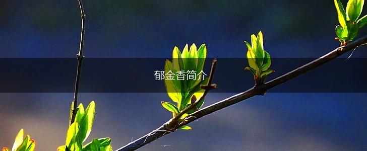 郁金香简介,第1张