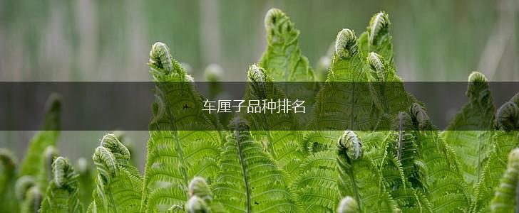 车厘子品种排名,第1张