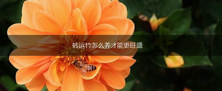 转运竹怎么养才能更旺盛,第1张 转运竹怎么养才能更旺盛,第1张