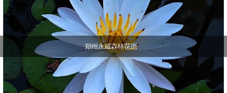 郑州永威森林花语,第1张