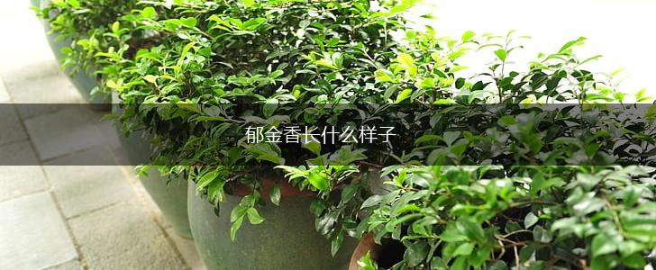 郁金香长什么样子,第1张 郁金香长什么样子,第1张