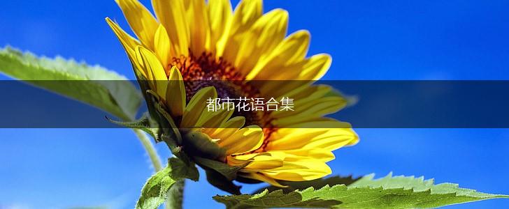 都市花语合集,第1张