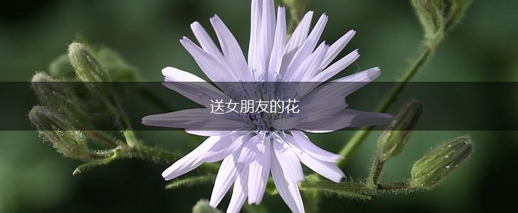 送女朋友的花,第1张 送女朋友的花,第1张