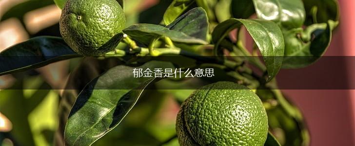 郁金香是什么意思,第1张