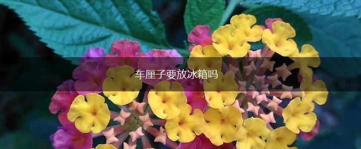 车厘子要放冰箱吗,第1张 车厘子要放冰箱吗,第1张