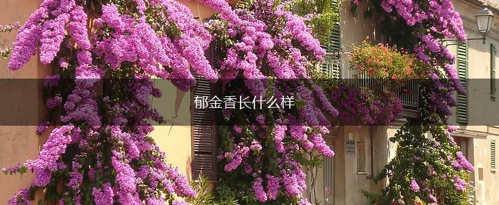 郁金香长什么样,第1张 郁金香长什么样,第1张