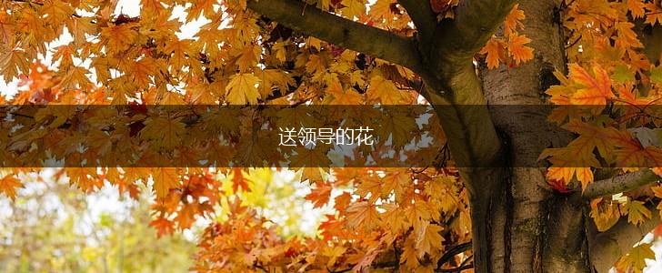 送领导的花,第1张