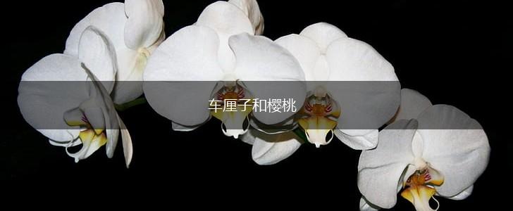 车厘子和樱桃,第1张 车厘子和樱桃,第1张