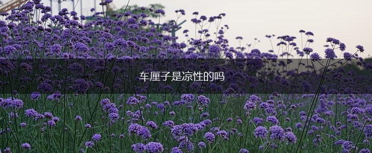 车厘子是凉性的吗,第1张 车厘子是凉性的吗,第1张