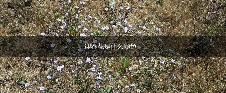 迎春花是什么颜色,第1张
