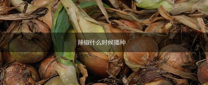 辣椒什么时候播种,第1张 辣椒什么时候播种,第1张