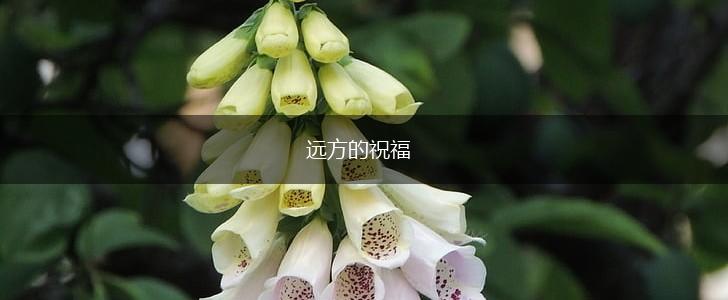 远方的祝福,第1张