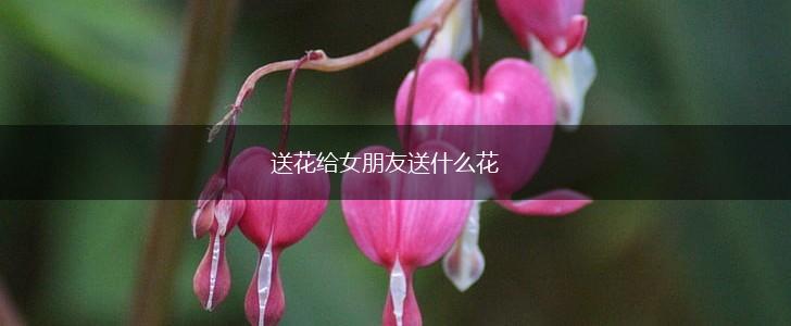 送花给女朋友送什么花,第1张