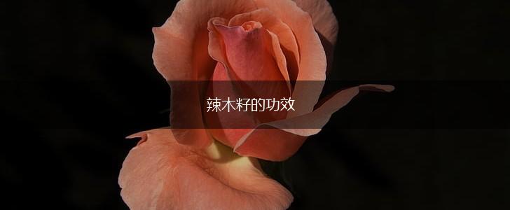 辣木籽的功效,第1张