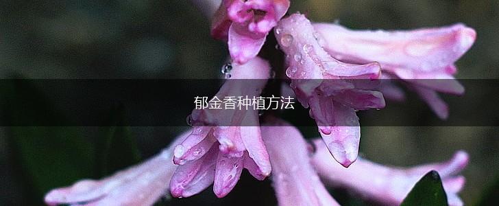 郁金香种植方法,第1张