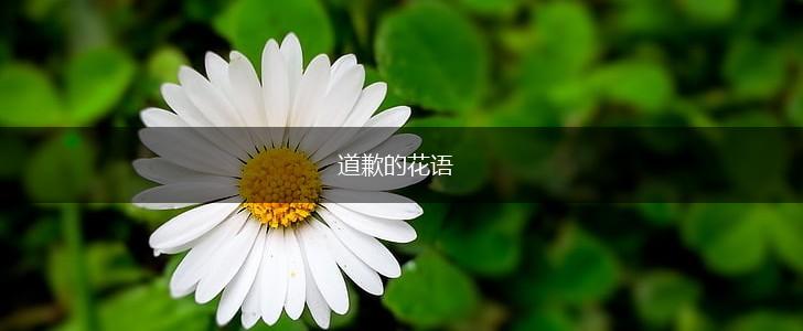 道歉的花语,第1张