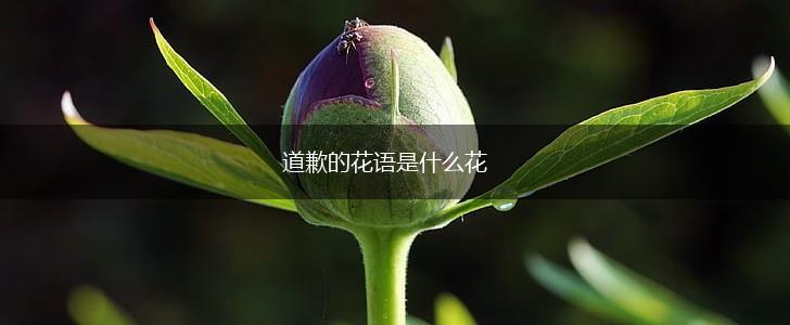 道歉的花语是什么花,第1张