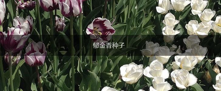 郁金香种子,第1张