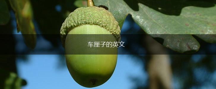 车厘子的英文,第1张 车厘子的英文,第1张