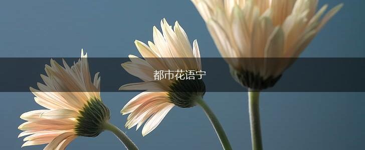 都市花语宁,第1张