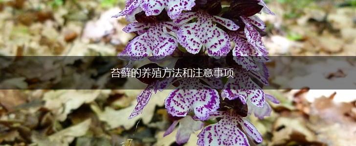 苔藓的养殖方法和注意事项,第1张