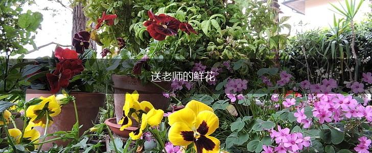 送老师的鲜花,第1张