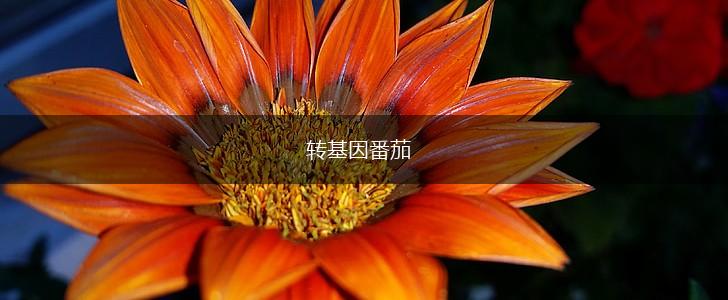 转基因番茄,第1张