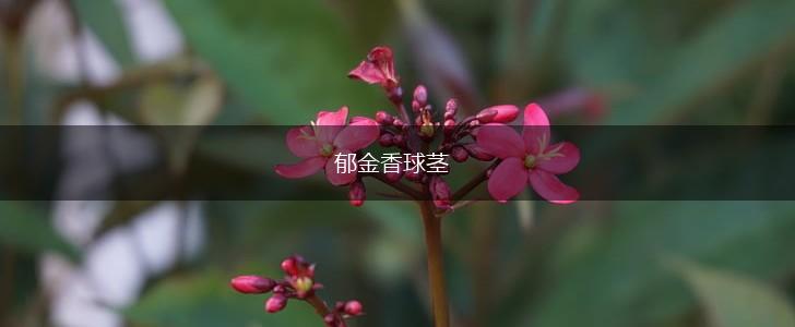 郁金香球茎,第1张